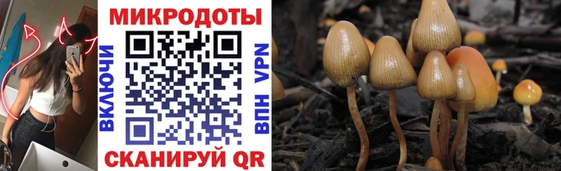 Псилоцибиновые грибы GOLDEN TEACHER  Циолковский 